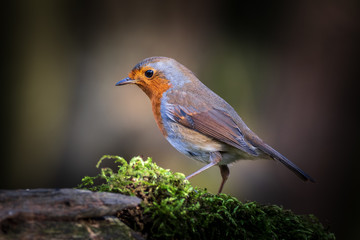 Robin (Erithacus rubecula)