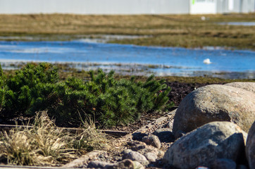 Northern landscape. Mountain pine close-up. Landscape with a stone, a river and stunted plants.