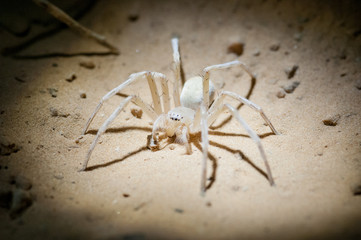 Desert spider from Tunisia (Cebrennus villosus)
