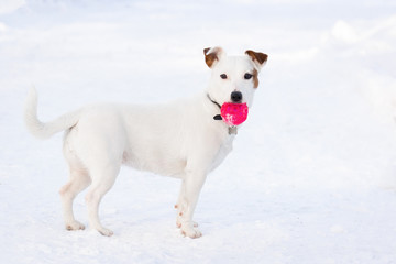 Jack Russell Terrier