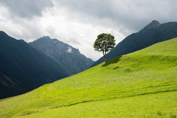 Lonely tree in a very green hillside with mountains and cloud in the background