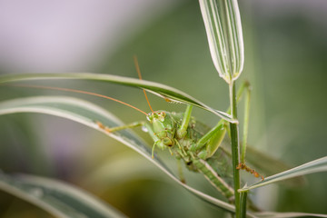 Closeup of grasshopper on leaf