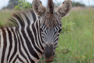 Fototapeta premium Baby plains zebra