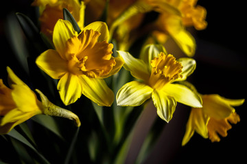 Fototapeta premium yellow daffodils on a dark background close-up