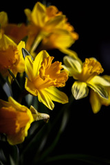 daffodils on a dark background