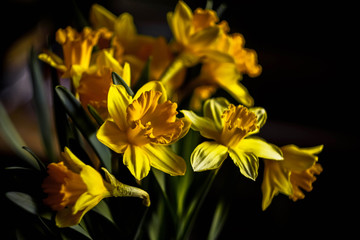 yellow daffodils on a dark background