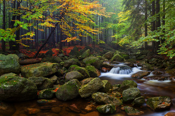 Autumn or summer river bank with beech leaves. Fresh green leaves on branches above water. Rainy evening at stream and waterfall. A misty morning near A small river deep in the forests. Concept
