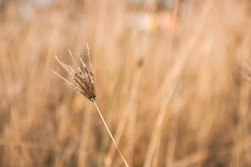Fototapeta premium The brawn small grass flower with there are a lot of brawn small grass flower in background