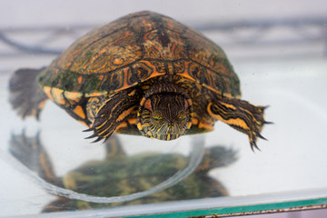 Turtle swimming in the terrarium
