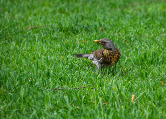 Sharp-sighted in the grass