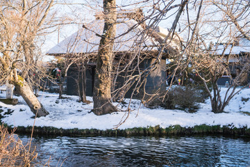 Fototapeta na wymiar Dry trees with Torist walking at Oshino hakkai Traditional Japanese style house in snow day. Landmark of life Japan's have clear pool, famous destination village