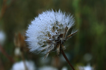 Beautiful white dandelion covered with drops of dew close-up.