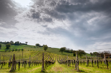Obraz premium Italia, APRILE 2018 - vigneto sulle colline di Pesaro nella regione marche