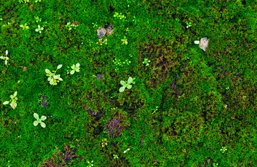 green moss close-up for use in design and use it as a background in decoration