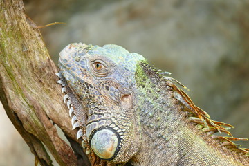 delightful beauty lizard on the background of wildlife