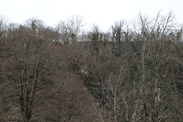 Bare forest in winter