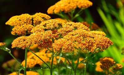 Achillea. © Tony and Sally.
