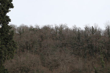 Bare forest in winter