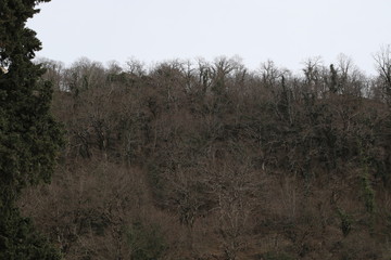 Fototapeta na wymiar Bare forest in winter
