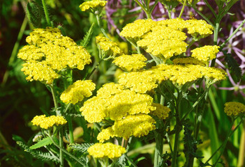 Achillea. © Tony and Sally.