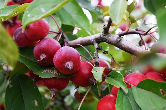  Malus prunifolia is a species of crabapple tree known by the common names plumleaf crab apple,plum-leaved apple,pear-leaf crabapple, Chinese apple and Chinese crabapple.