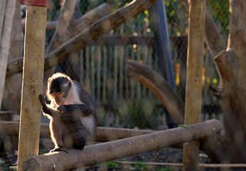 Adorable squirrel monkey sitting down and cleaning body