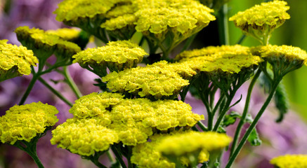 Achillea. © Tony and Sally.