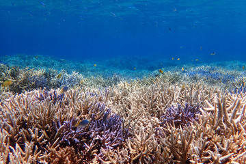 Fototapeta na wymiar 水中 サンゴ礁の海