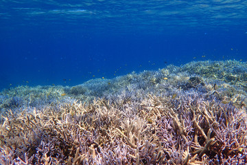 Naklejka na ściany i meble 水中 サンゴ礁の海