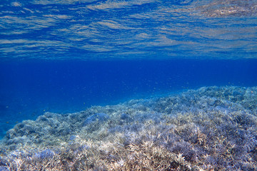 Fototapeta na wymiar 水中 サンゴ礁の海