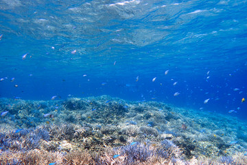 水中 サンゴ礁の海