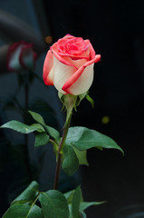 beautiful red rose on a black background