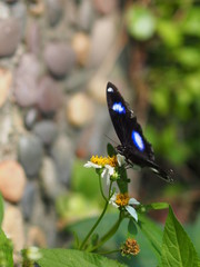 Black Butterfly on the flower nature