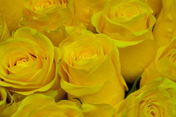 yellow roses as a background, a lot of roses