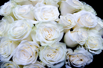 many white roses, white flowers background