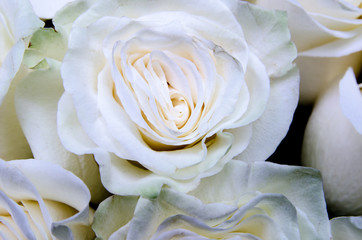 many white roses, white flowers background