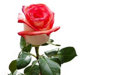 Rose flower isolated on white background