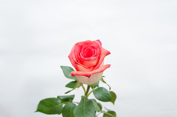 Rose flower isolated on white background