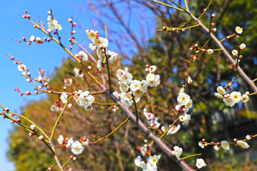 【日本の春】八重梅の花（白梅）