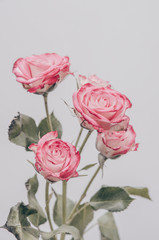 red shrub rose on a white background