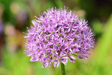 Allium.