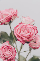 red shrub rose on a white background