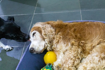 Cocker Spaniel old dog sleeping peacefully in bed while another licks it with affection