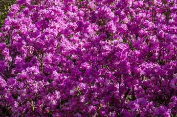 Flowering shrubs rhododendron against the blue sky. Spring sunny day and blooming bright purple bush close-up. Bright floral greeting card.