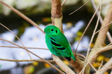 Beautiful tropical bird on a green tropical forest background