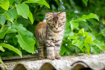 A small gray striped kitten against the background of the leaves of the tree_
