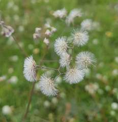 dandelion in the grass