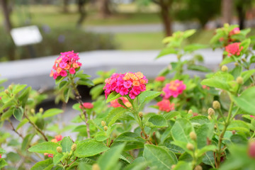 Obraz premium Flower in Garden summer JJ 2