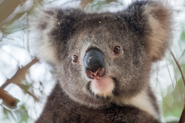 Portrait cute Australian Koala Bear sitting in an eucalyptus tree and looking with curiosity. Kangaroo island