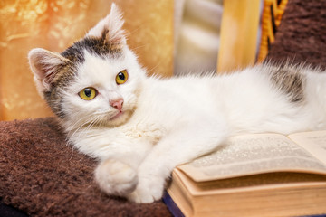 The white cat lies near the disclose book. Reading your favorite book_